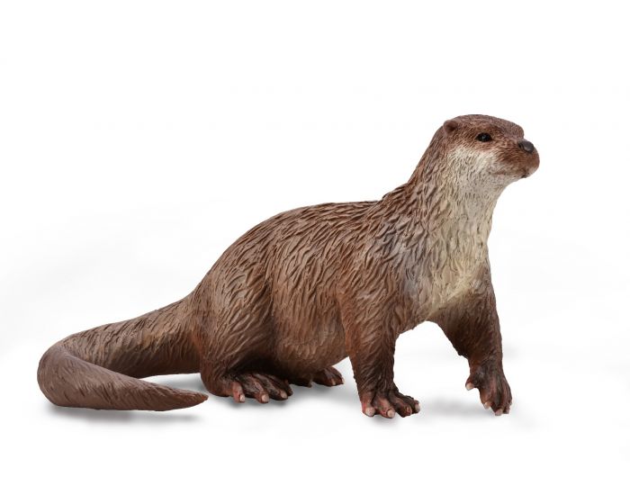 CO Common Otter (M)