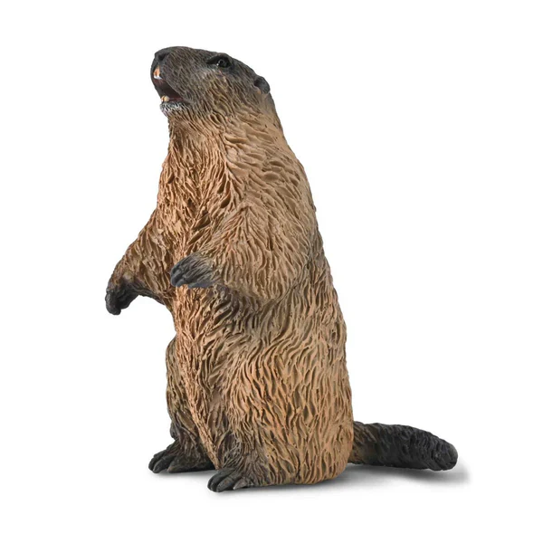 CO Marmot (S)