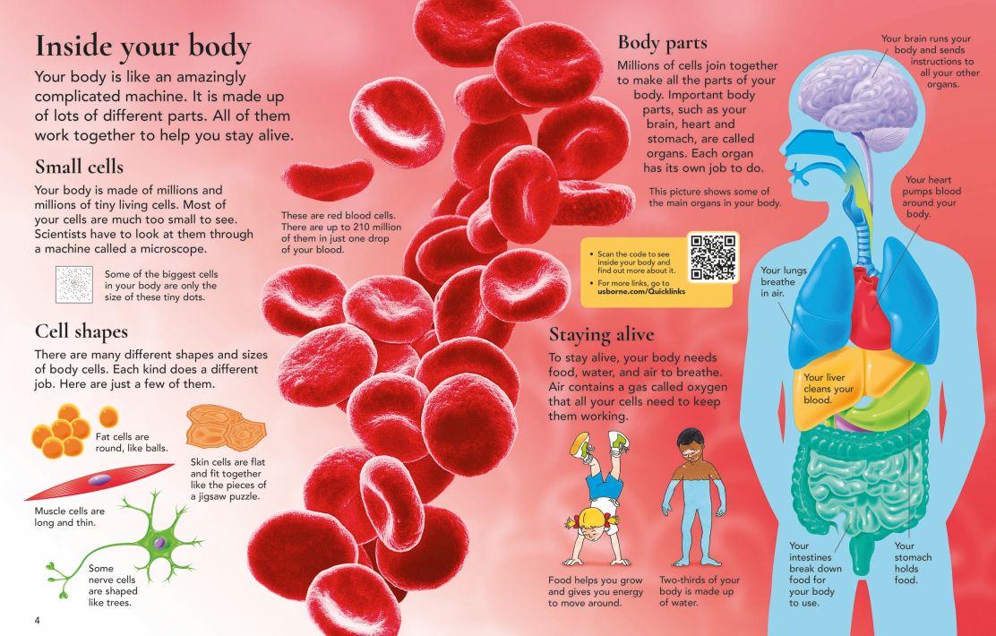 First Encyclopedia of the Human Body - Image 4