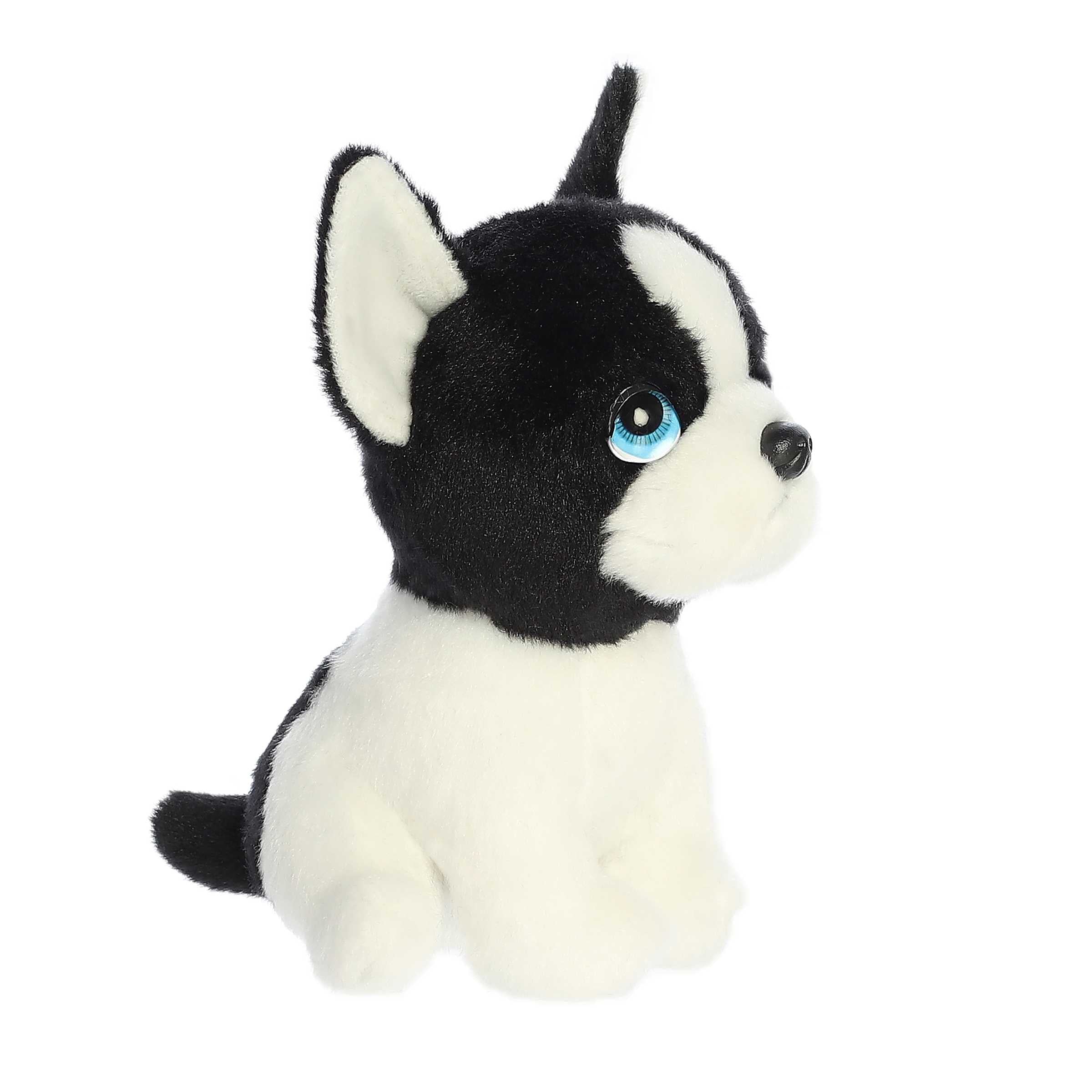 Harvard Boston Terrier - Image 2
